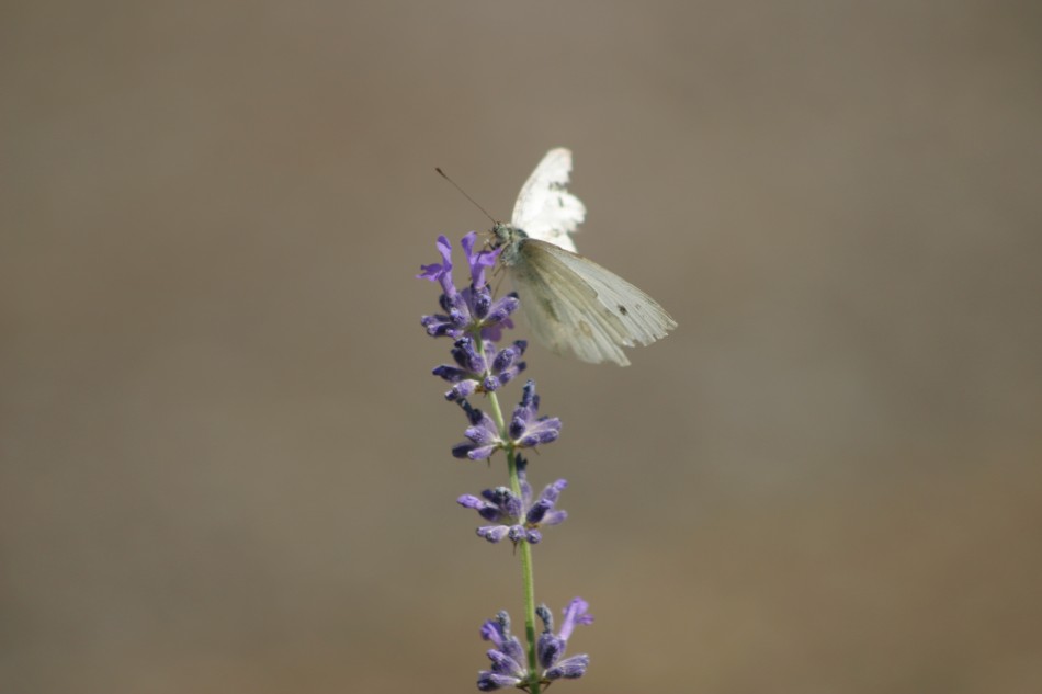 This image has been resized