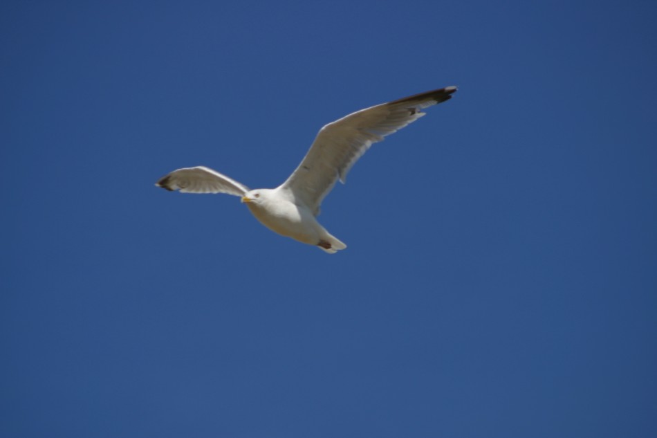 This image has been resized