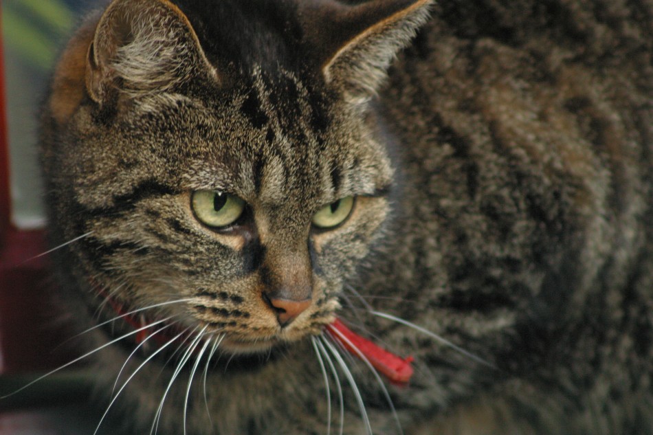 This image has been resized