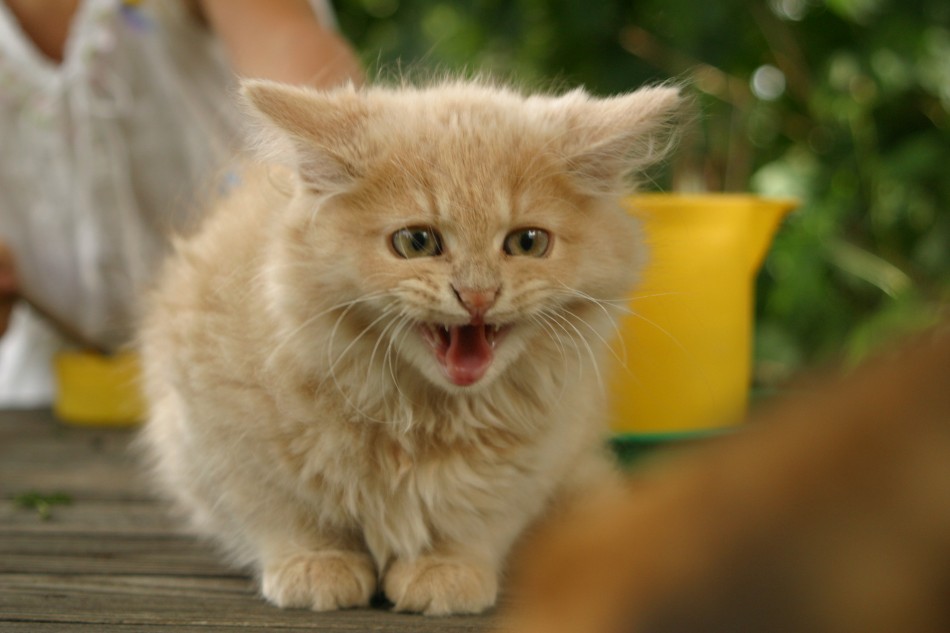 This image has been resized