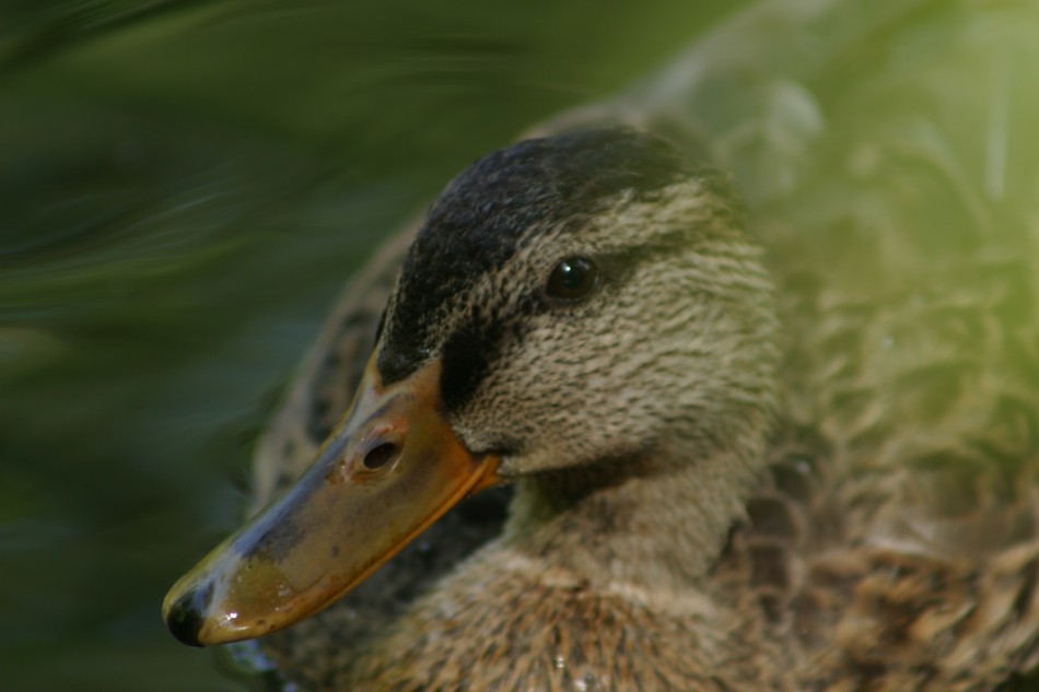 This image has been resized