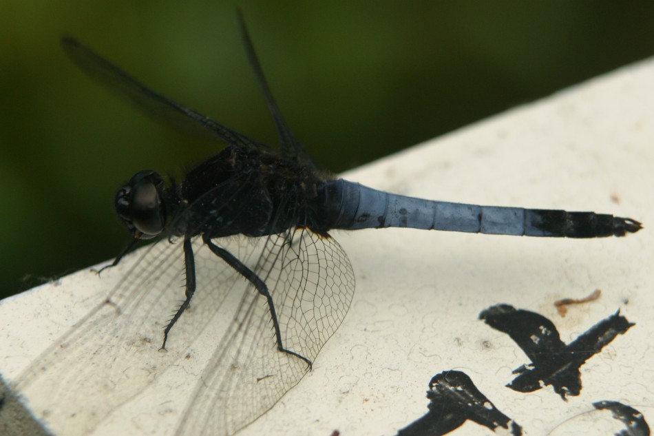 This image has been resized