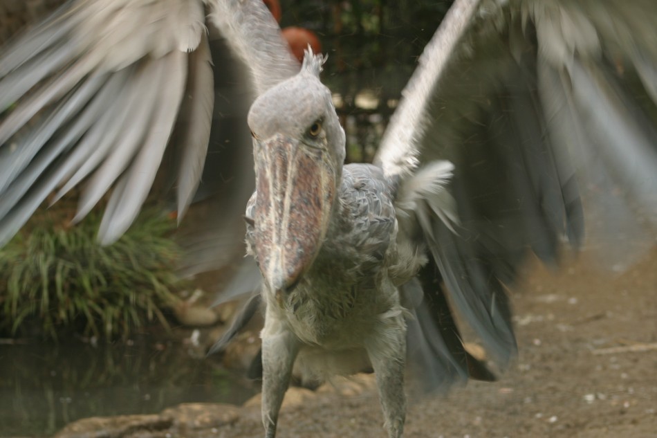 This image has been resized