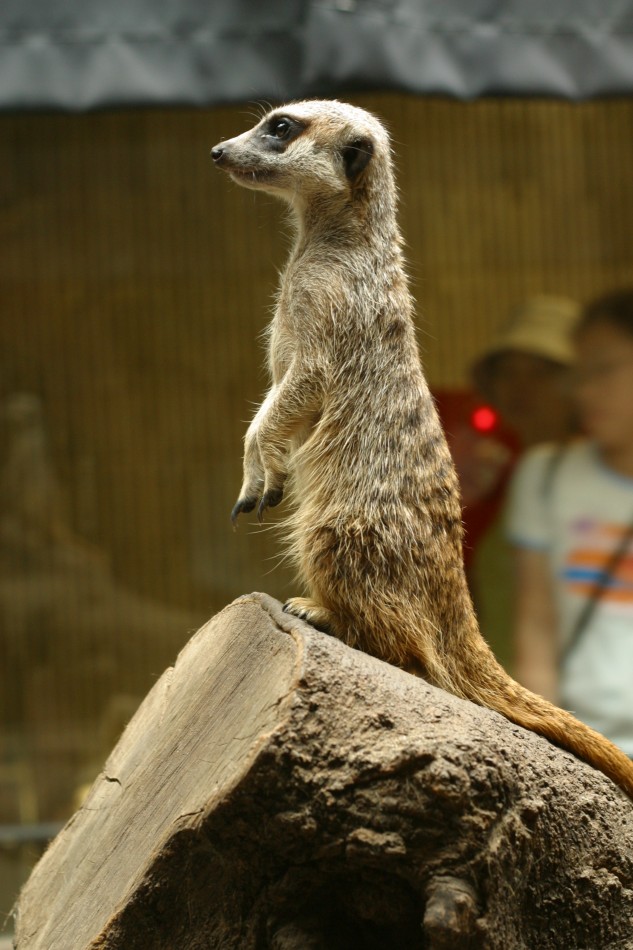 This image has been resized