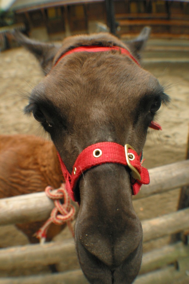 This image has been resized