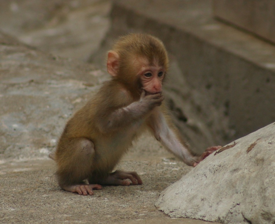 This image has been resized