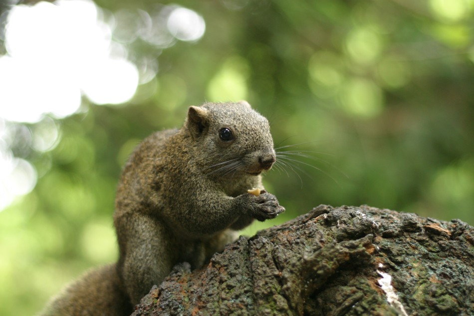 This image has been resized