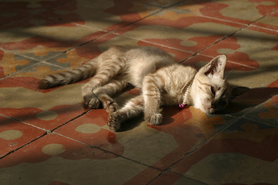 This image has been resized