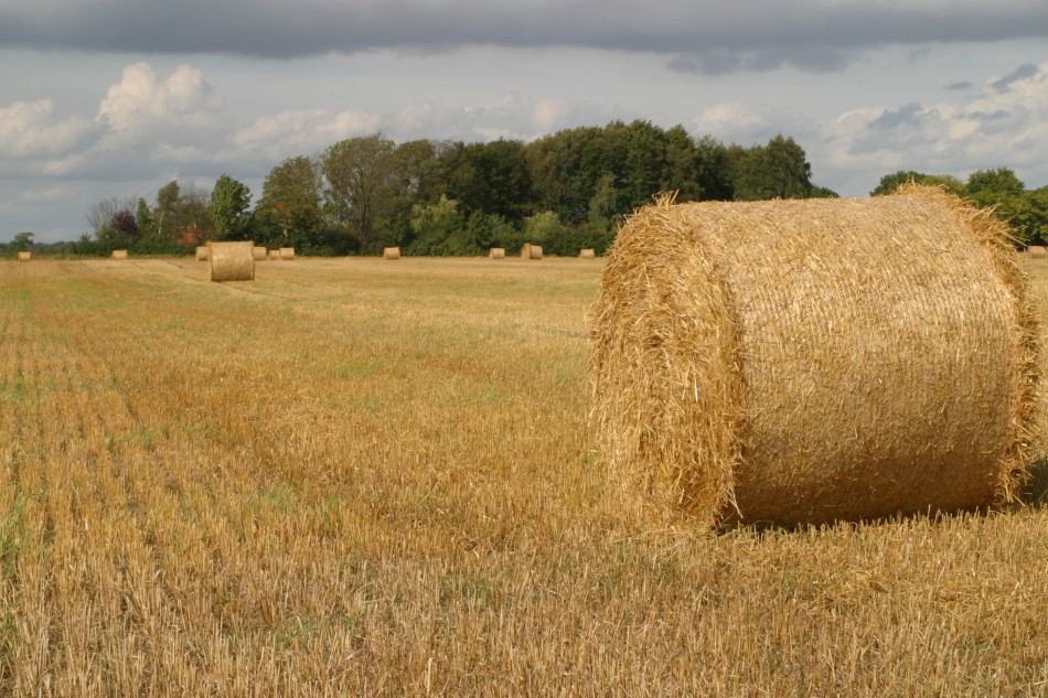 This image has been resized